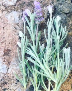 Lavender sprigs for the fire ceremony